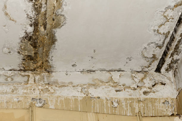 Best Dehumidification Services  in Rainsville, AL