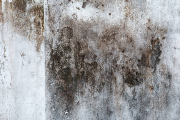 Best Post-Construction Mold Inspection  in Rainsville, AL
