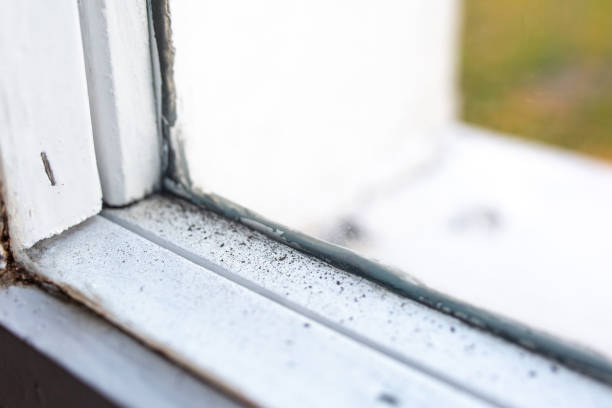 Best Black Mold Removal  in Rainsville, AL
