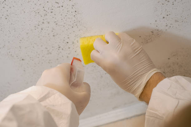 Best Mold Documentation for Insurance Claims  in Rainsville, AL