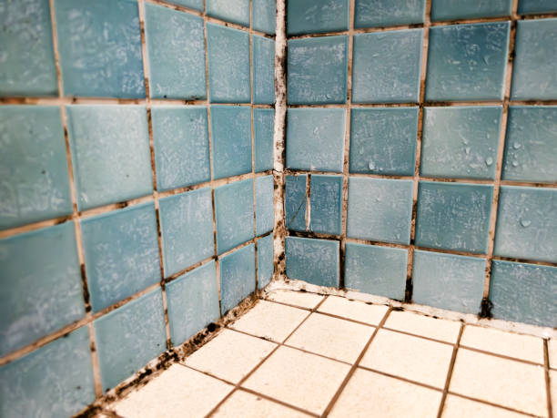 Best Attic Mold Removal  in Rainsville, AL