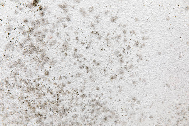 Best Asbestos and Lead Testing During Mold Inspection  in Rainsville, AL